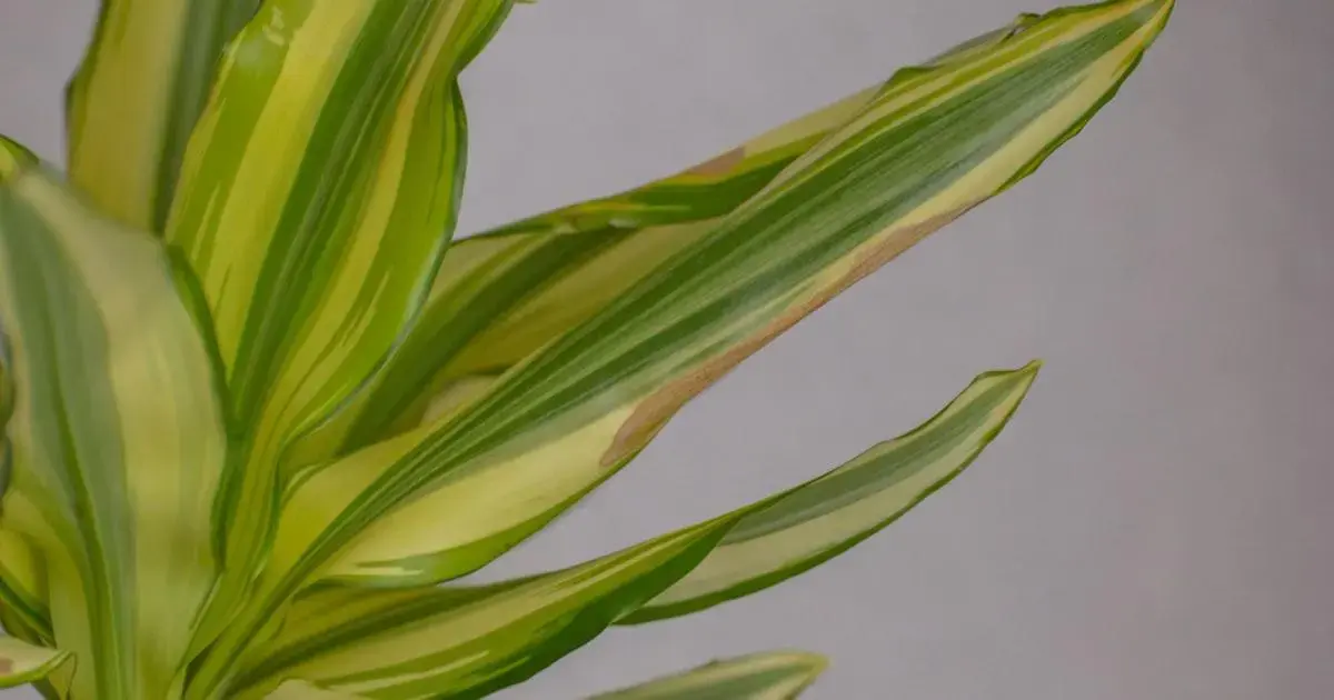 Vasos de Plantas Decorativos