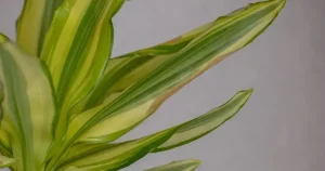 Vasos de Plantas